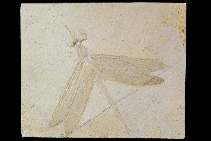 Fossil Dragonfly (Isophlebia) - Solnhofen Limestone #77954